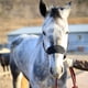 thumbnail image 5 of Suave Acolchado Pony Caballo Halter Brida Headstall Head Collar - Negro l Sunnimix cabestro acolchado ajustable, 5 of 5