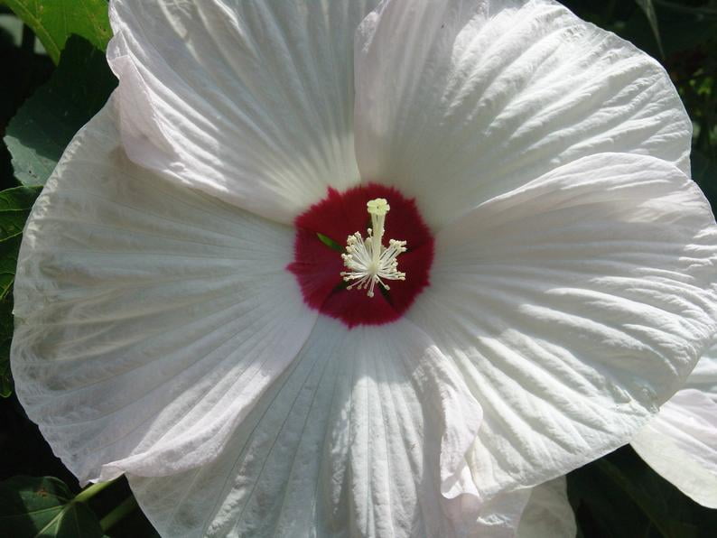 20 Silver White Hibiscus Seeds Garden Tropical Perennial Flower Exotic Hardy 