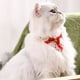 thumbnail image 3 of Collar Triangular Para Mascotas Estilo Japonés 2 Piezas, 3 of 8