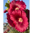 thumbnail image 2 of 25 DARK RED HOLLYHOCK Alcea Rosea Flower Seeds Perennial, 2 of 11