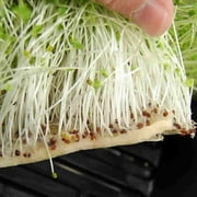Micro-Mats Hydroponic Grow Pads - For Organic Production - 10 Pack - Plant & Seed Germination: Wheatgrass, Microgreens, More - For 20 x 10 Greenhouse Trays