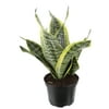Costa Farms Live Indoor 14 in. Tall Green Snake Plant Indirect Light Plant in 6in. Grower Pot