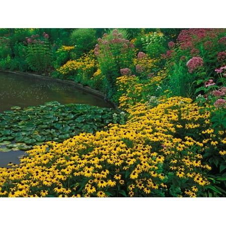 Black-Eyed Susans, Rudbeckia Hirta, and Joe Pye Weed, Holden Arboretum, Cleveland, Ohio, USA Print Wall Art By Adam (Best Weed In Cleveland)