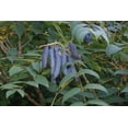 thumbnail image 2 of 15 Blue Bean Plant Seeds - Exotic Blue Beans - Blue Sausage Fruit, 2 of 2