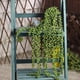 thumbnail image 5 of Planta artificial colgante de hilo de perlas, resistente a la decoloración y de fácil limpieza, 27", aspecto exuberante, sin necesidad de mantenimiento, versátil para uso en interiores y exteriores, 5 of 8