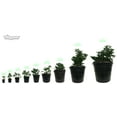 thumbnail image 3 of Viagrow 2 Gallon Plastic Nursery Pots with Saucers (7.57 liters / 2 gallon) 10-Pack, 3 of 7