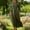 Army Green, variant on Women's Linen-Look Casual Long Dress with Quarter Sleeves and Pockets, Loose Fit for Spring Summer Wear