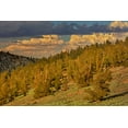 thumbnail image 2 of Jones, Adam 14x11 Gold Ornate Wood Framed with Double Matting Museum Art Print Titled - Bristlecone pine forest at sunset-White Mountains-Inyo National Forest-California, 2 of 4
