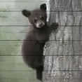 thumbnail image 2 of Bailey, Ann 12x12 Gold Ornate Wood Framed with Double Matting Museum Art Print Titled - Bear Cub 2, 2 of 4