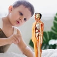 thumbnail image 4 of DIY Mannequin 3D Human Body Model Torso Model Educational Assembly Early Learning Kids Toys Skeleton Anatomy Organ Teaching Tool S, 4 of 6