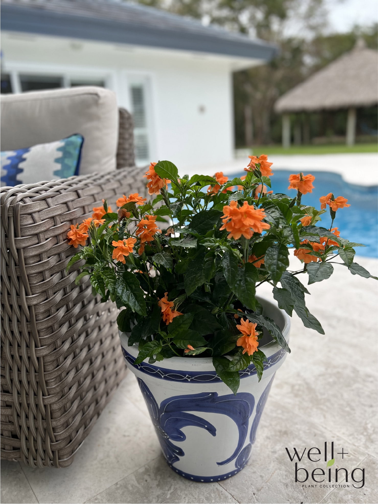 Nature's Way Farms Crossandra Orange Live Plant (25-30 in. Tall) in Grower Pot