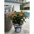 thumbnail image 2 of Nature's Way Farms Crossandra Orange Live Plant (25-30 in. Tall) in Grower Pot, 2 of 4