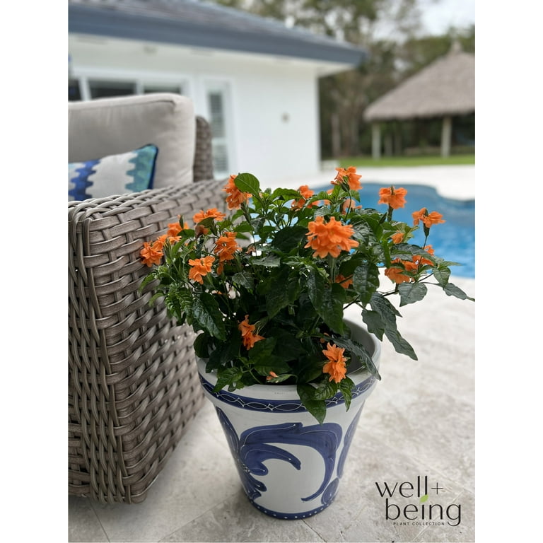 Nature's Way Farms Crossandra Orange Blooming Live Plant (25-30 in