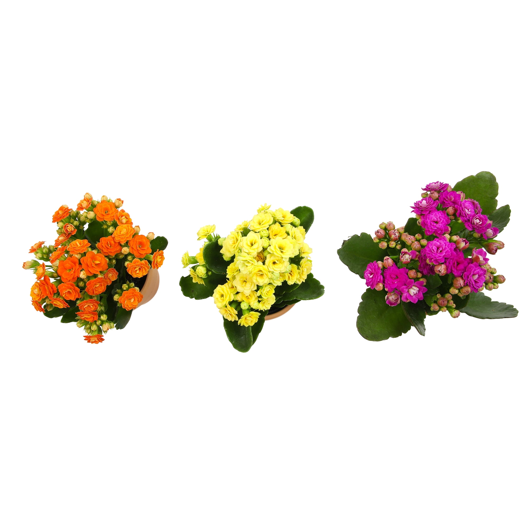Blooming Kalanchoe Décor | 3 Live Succulent Plants in 2.5" Clay Planters | Element by Altman Plants