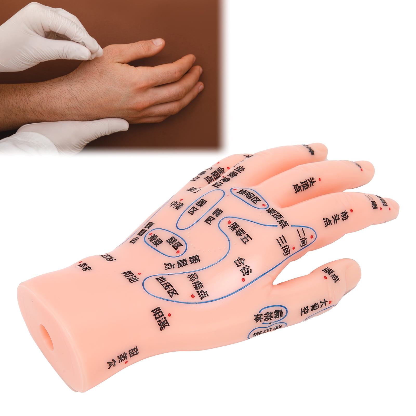 YOUTHINK Hand Acupuncture Point Model,Left Hand Acupuncture Point Model