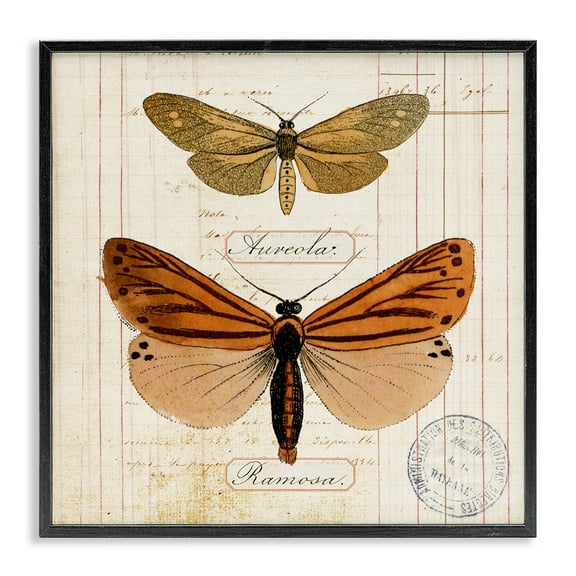 Stupell Industries Butterfly Latin Studies Insects Painting Black Framed Art Print Wall Art, 12 x 12