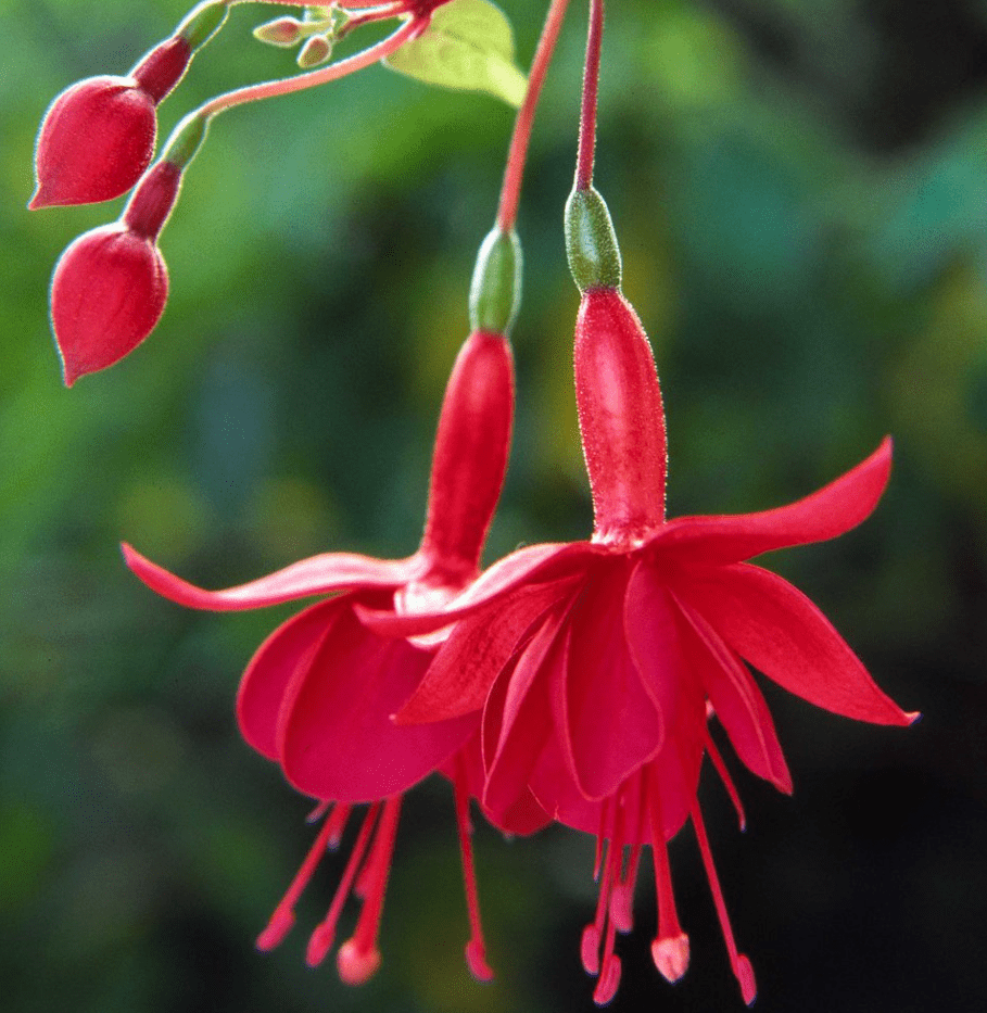 Fuchsia Marinka Plant Live in 4-6 Inc Tall, Hanging Basket Flower, Hardy Red Fuchsia Vine for Shade Gardens, USDA Zones 8-11