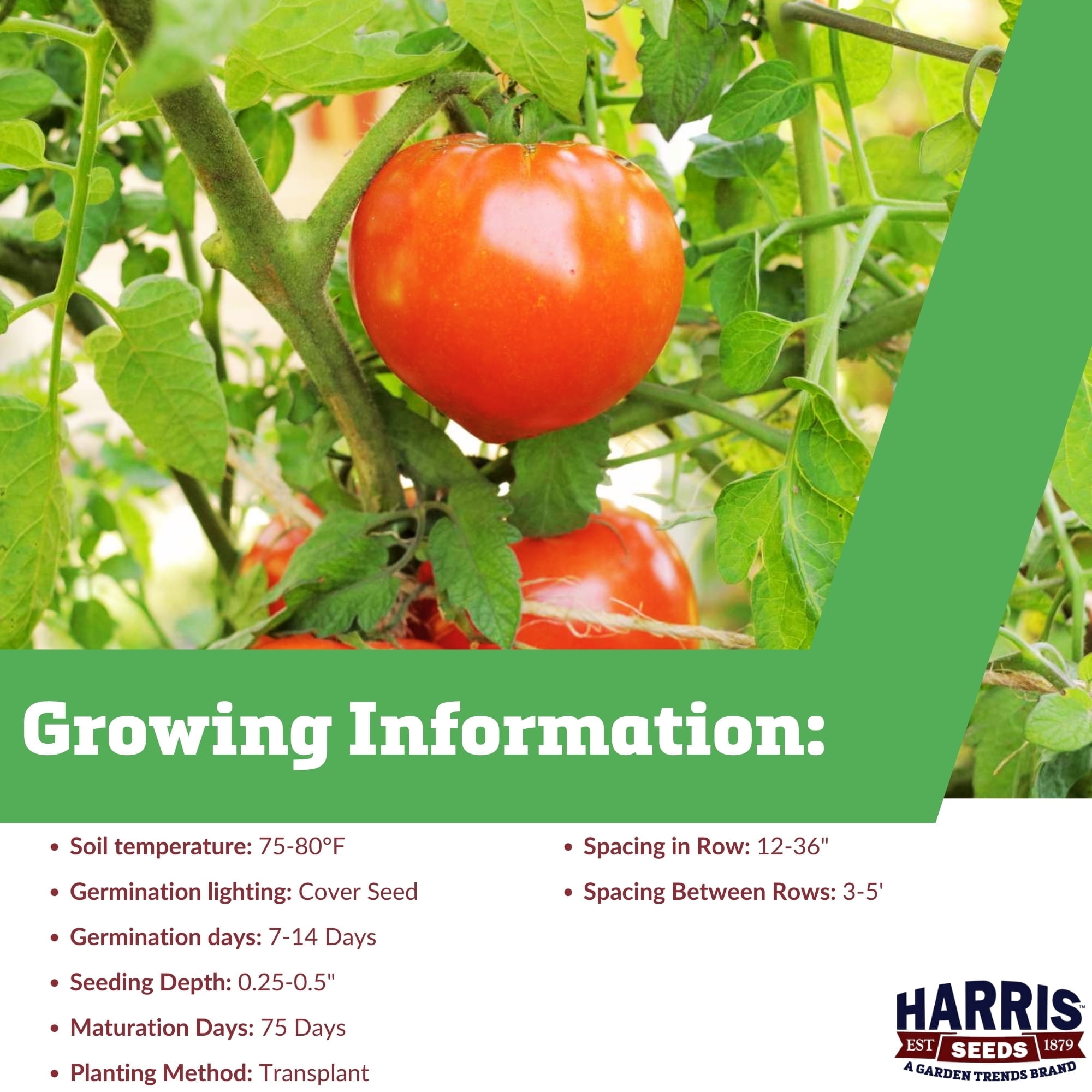 Harris Seeds - Tomato Celebrity Plus F1 Seeds - Treated Variety - Deep Oblate Fruit - 500 Seeds