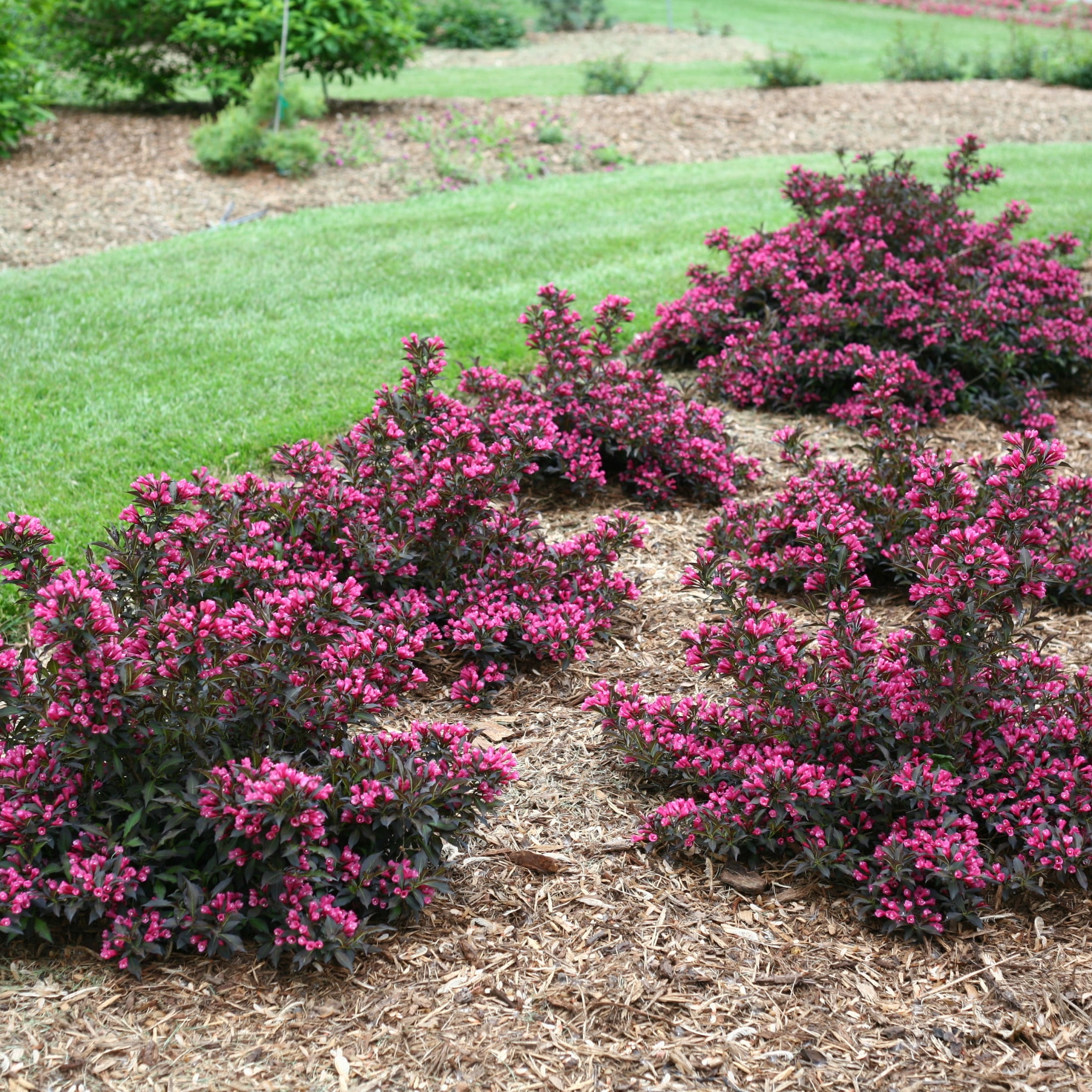 Proven Winners ColorChoice 6" Pink Spilled Wine Weigela Live Plant in 7.5" Pot
