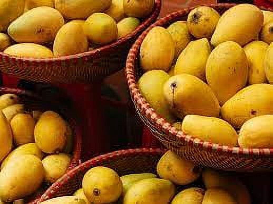 Fresh Yellow Mangoes, Each