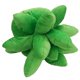 thumbnail image 4 of Almohada de suculentas de imitación, almohada de tiro suculenta, lindo juguete de peluche con forma de planta, decoración del hogar, 17,7 pulgadas, verde hierba, 4 of 5