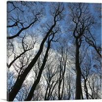 ARTCANVAS Forest Home Decor Square Canvas Art Print - Size: 18" x 18" (0.75" Deep)