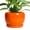 Glossy Orange, variant on 6 inch Ceramic Planter Blue Glaze with Drainage Hole and Saucer for Orchids and Indoor Plants