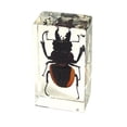 thumbnail image 1 of Ed Speldy East PW209 Real Bug Paperweight Regular-Medium-Stag Beetle, 1 of 3