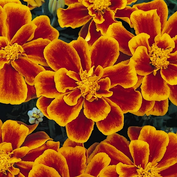 Marigold Seeds - Durango Series - Flame - 100 Seed Packet - Tagetes patula - Non-GMO, Open Pollinated - Flower Gardening