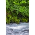 thumbnail image 2 of Jones, Adam 17x24 Gold Ornate Wood Framed with Double Matting Museum Art Print Titled - Ferns along cascade-Columbia River Gorge National Scenic Area-Oregon, 2 of 4