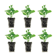 Ferry-Morse Plantlings 1-3" Vinca Major Variegated Plant Live Plants (6 Count)