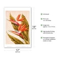 thumbnail image 2 of Bird of Paradise Flower - Hawai’i - Vintage Hawaiian Airbrush Art by Ted Mundorff c.1940s - Master Art Print (Unframed) 12in x 18in, 2 of 4
