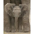 thumbnail image 1 of Big Ears Baby Elephant Laminated Poster (16 x 20), 1 of 1