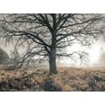 thumbnail image 2 of Frank, Assaf 14x12 Gold Ornate Wood Framed with Double Matting Museum Art Print Titled - Misty forest, 2 of 4