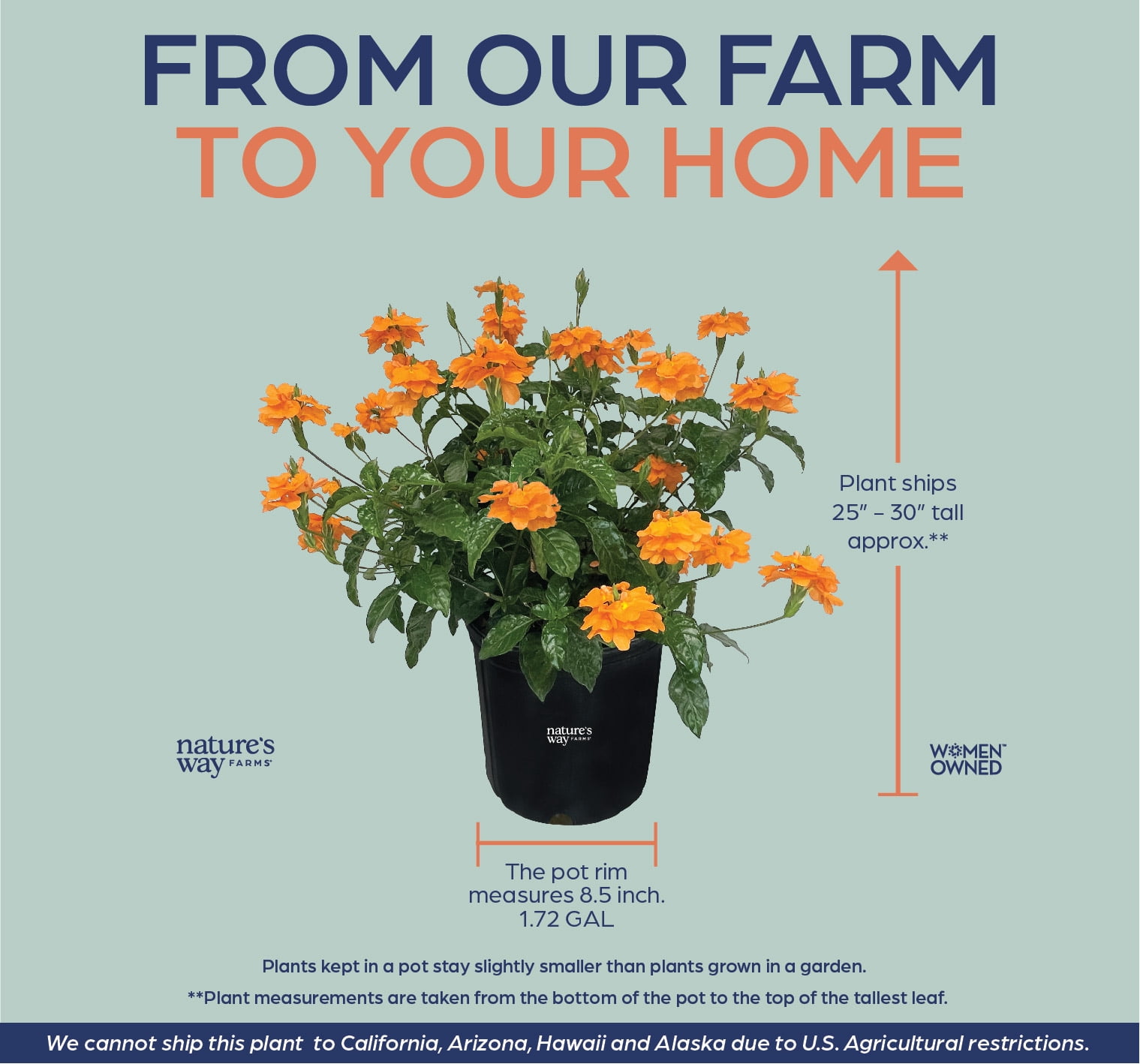 Nature's Way Farms Crossandra Orange Live Plant (25-30 in. Tall) in Grower Pot