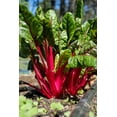 thumbnail image 2 of Horton, Janet 23x32 Black Ornate Wood Framed with Double Matting Museum Art Print Titled - Issaquah-Washington State-USA Over-wintered Ruby Red Chard plants, 2 of 4