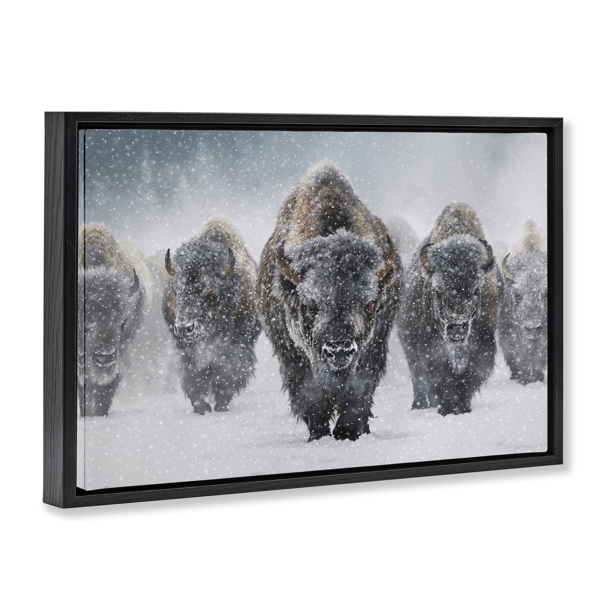 Stupell Industries Indomitable Bison in Snow Animals Photography Black Floater Framed Canvas Art Print Wall Art, 25 x 17