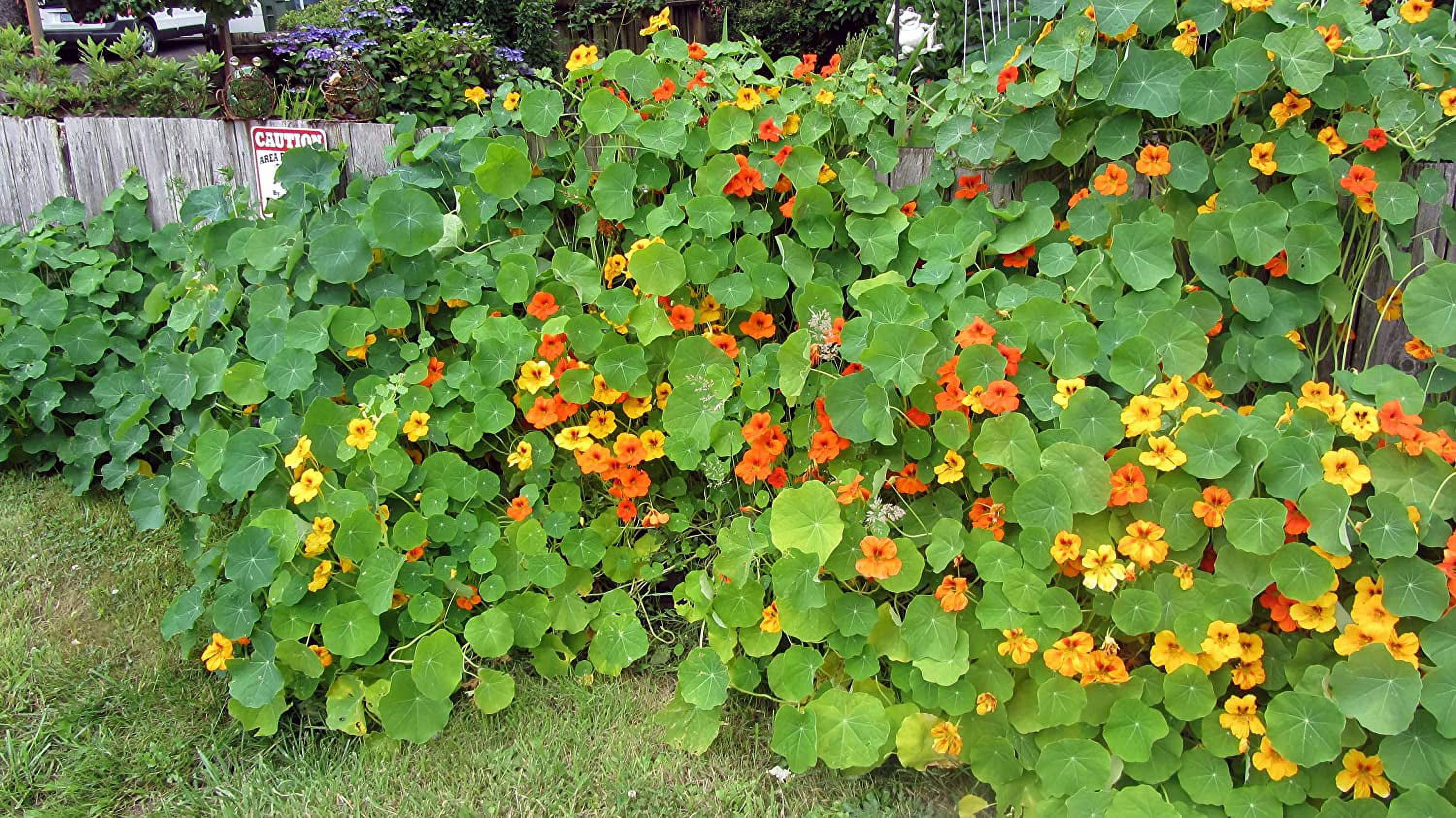Tall Trailing Mix Nasturtium for Planting - Attractive Mixed Color Blooming Vine - Made in USA, Ships from Iowa. (1,000 Seeds)