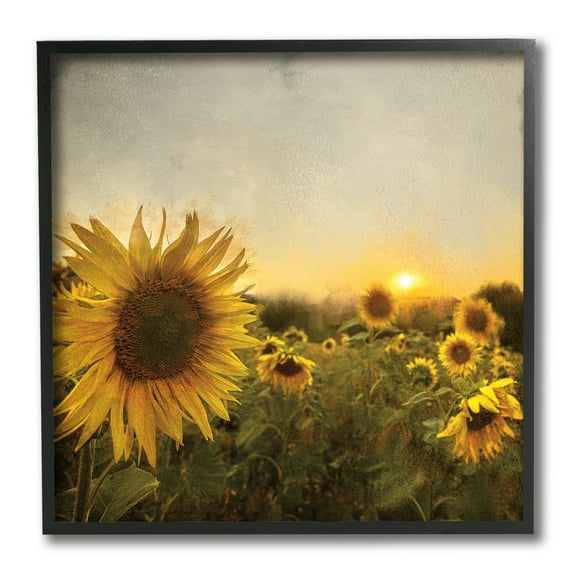 Stupell Industries Warm Sunflower Field Summer Sunset Landscape,12 x 12,Designed by Ann Baily