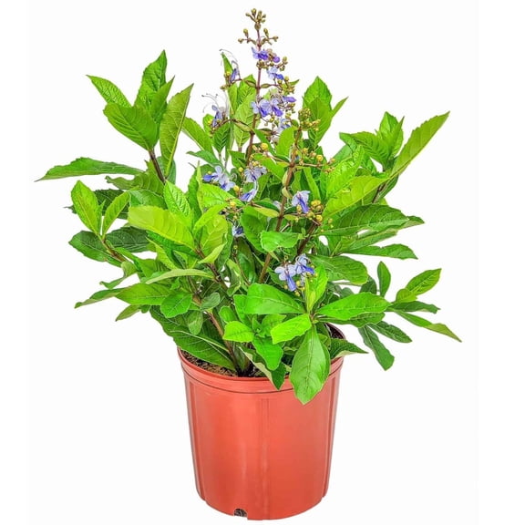 Tropical Plants of Florida 24" to 30" Clerodendrum Blue Butterfly Bush; Flowering Plant, Full to Partial Sunlight