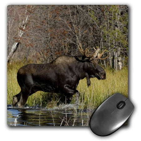 3dRose Bull moose wildlife, Grand Teton NP, Wyoming - US51 RNU0047 - Rolf Nussbaumer, Mouse Pad, 8 by 8 inches