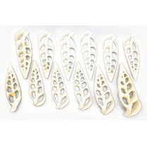 Set of 100 Center Cut White Cerithium Shells Shells Seashells 1 1/2" - 2" Shellcraft Beach Crafts Nautical Decor Center Slices