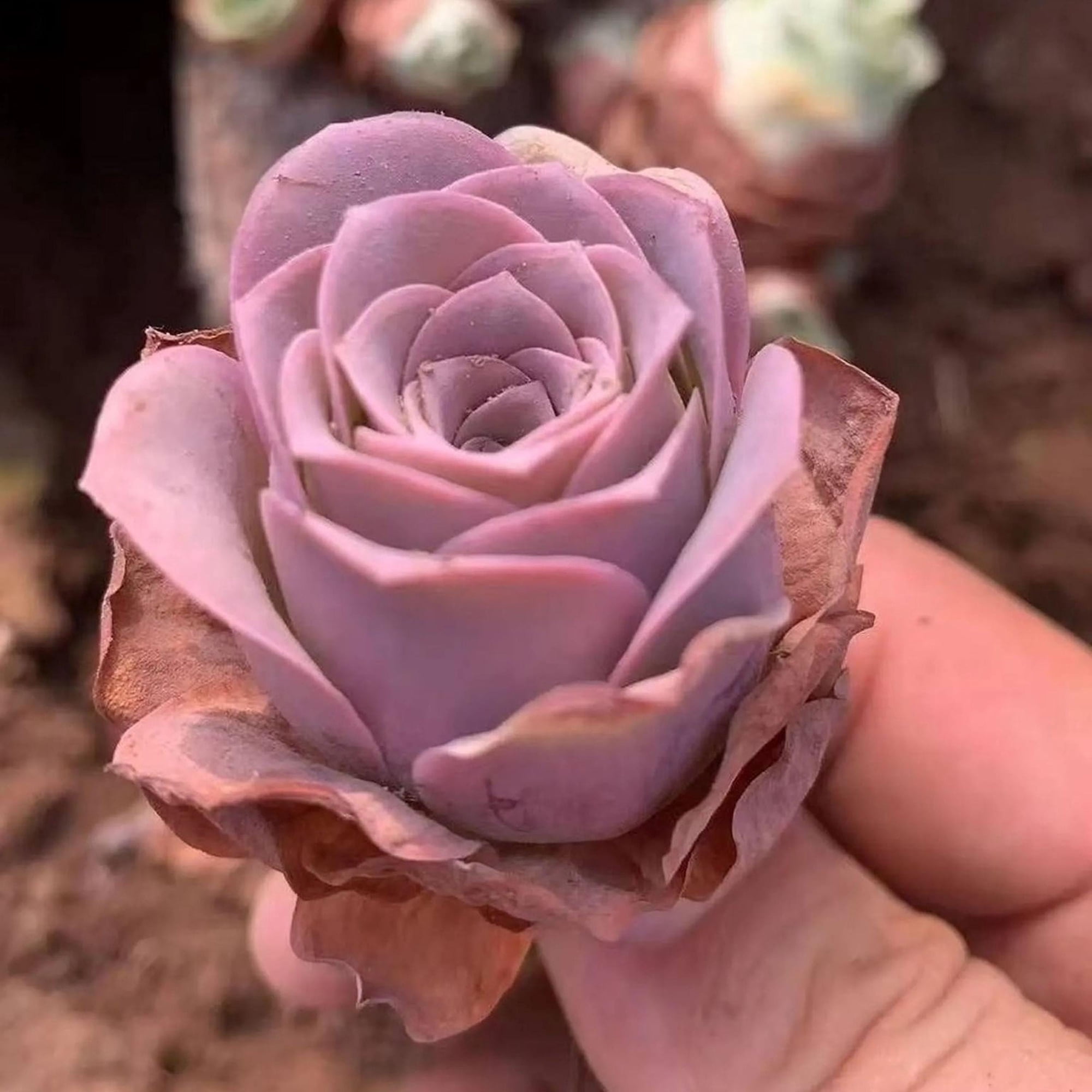 Rare Greenovia Succulent Plant, Queen of the Night, Pink in Summer, Live from California