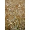 thumbnail image 2 of 100 seeds -Organic Hulless Oats Starter  Seed Pack - Cereal & flour Grain-Grow your own Flour! Container Pots or garden- Cat Grass- Serendipity Seeds, 2 of 3