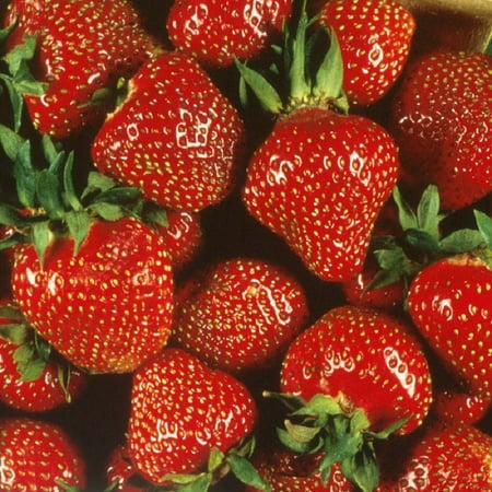 Quinalt Everbearing Strawberry 50 Bare Root Plants - Huge Fruit Size