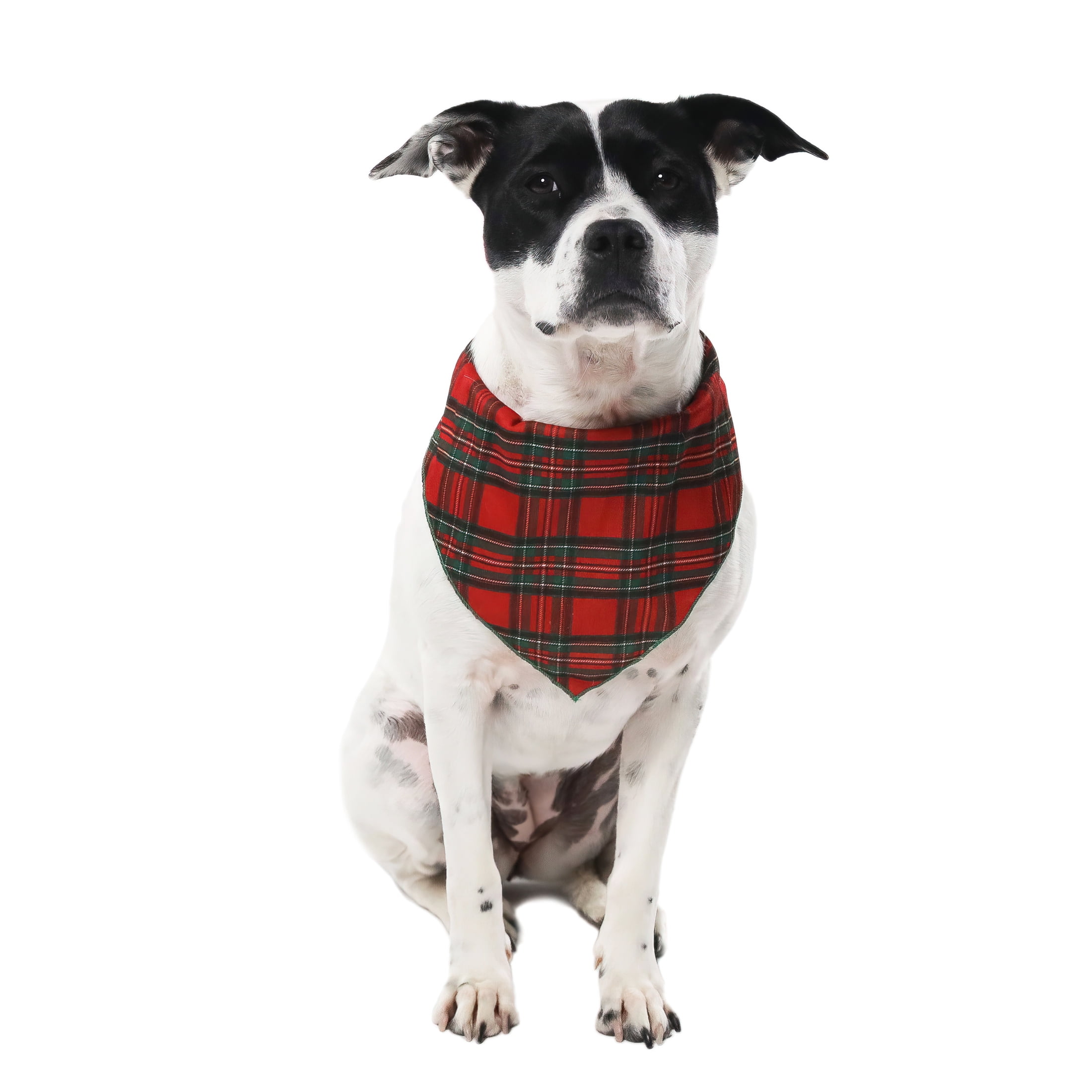 Telluride Clothing Company Dog Clothes