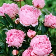 Van Zyverden Peony Sarah Bernhardt Dormant Bare Plant Root Partial Sun; 3-6hrs Pink