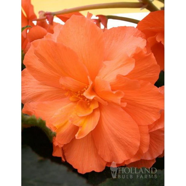 Orange Hanging Basket Begonias