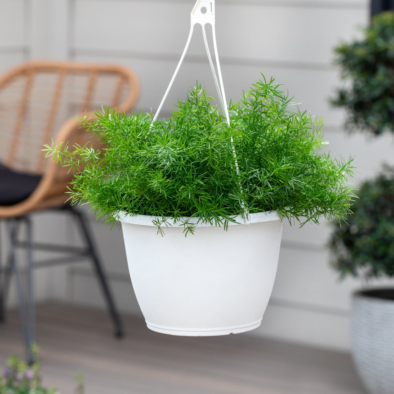 Expert Gardener 1PT Green Springerii Fern Live Annual Plant Sun 6-Pack
