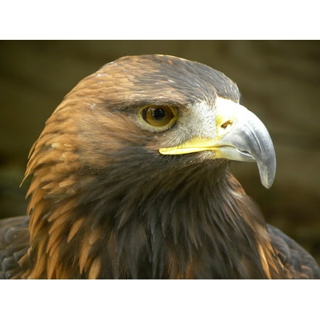 Canvas Print Focus Raptor Golden Eagle Eagle Bird Of Prey Stretched Canvas 10 X 14